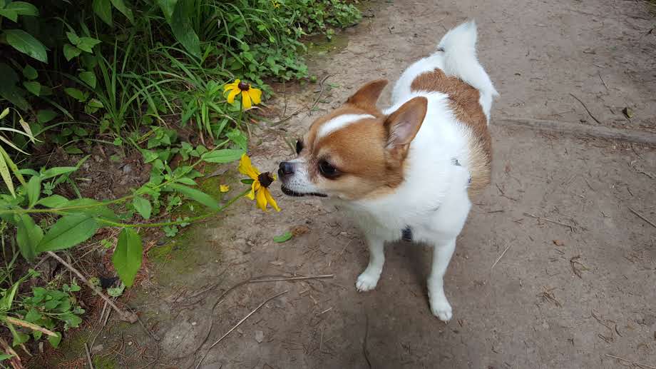 Rowlett Pediatric Dermatologist